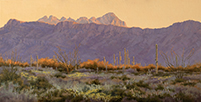 Emerging Dawn - Saguaro National Monument West 12 x 24 Oil